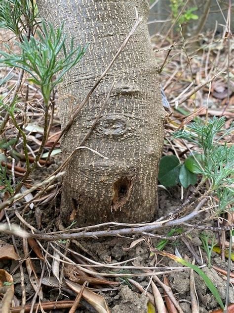 幹穴|Q「オリーブアナアキゾウムシに開けられた穴が沢山。